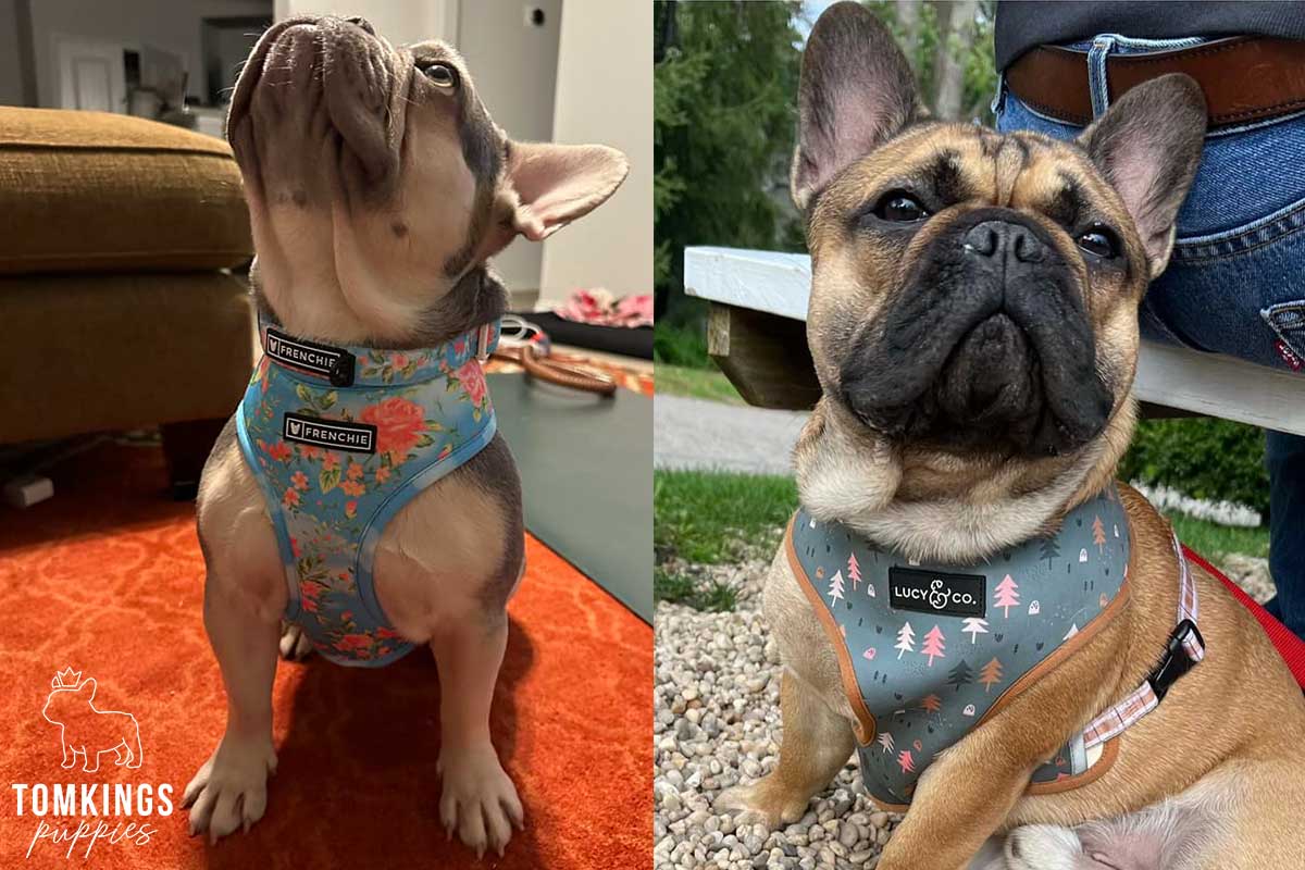 Best Frenchie Harness: How To Choose? - TomKings Blog