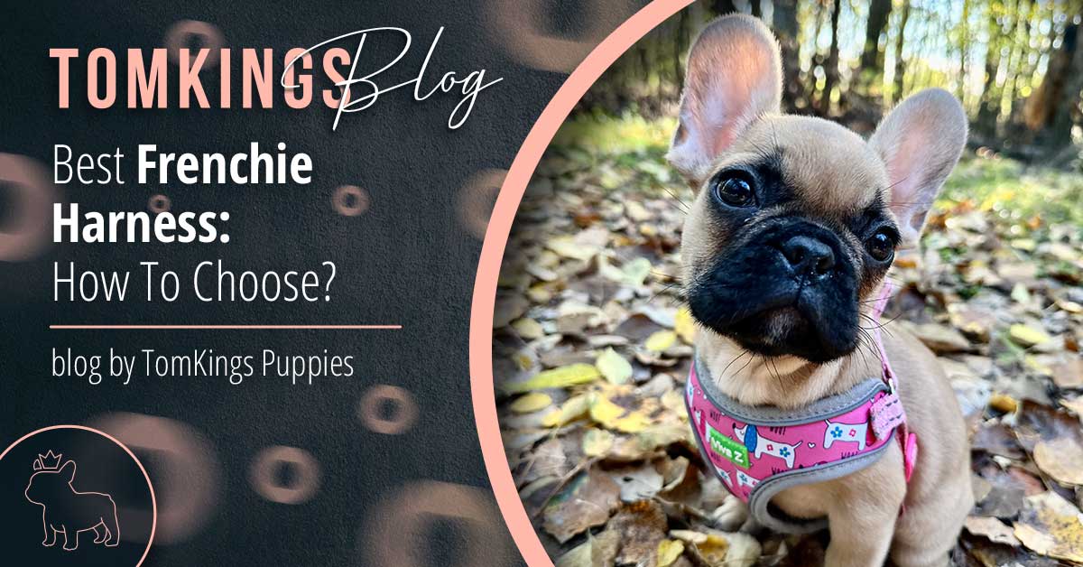 Best Frenchie Harness: How To Choose? - TomKings Blog