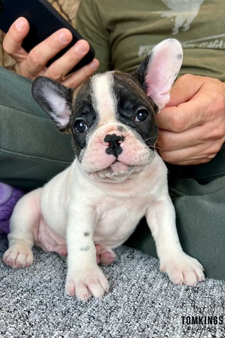 Black and White (Black Pied) French Bulldog at TomKings Puppies