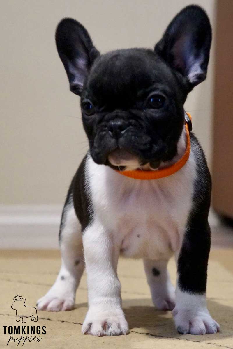 Black and White (Black Pied) French Bulldog at TomKings Puppies