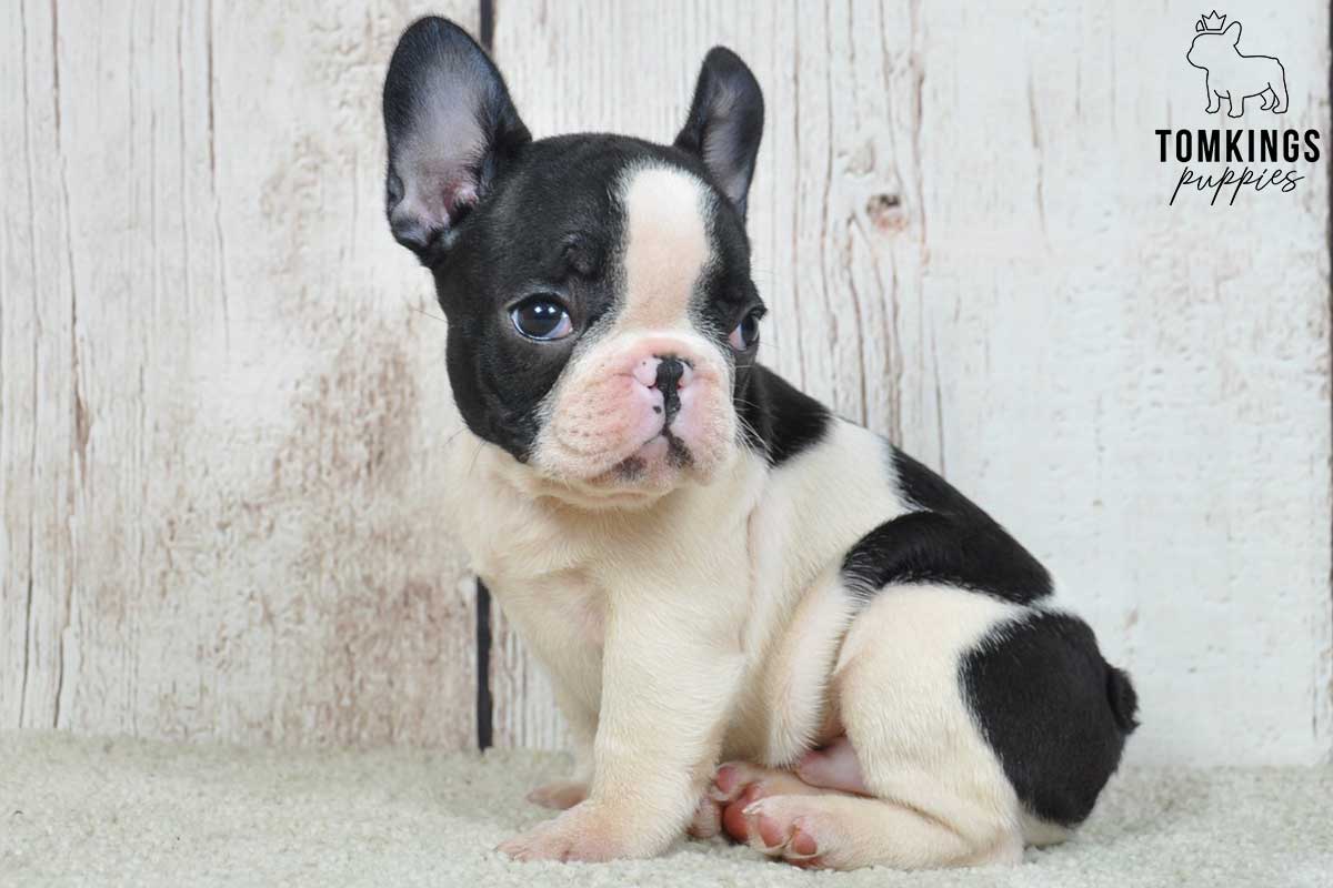 Black and White (Black Pied) French Bulldog at TomKings Puppies