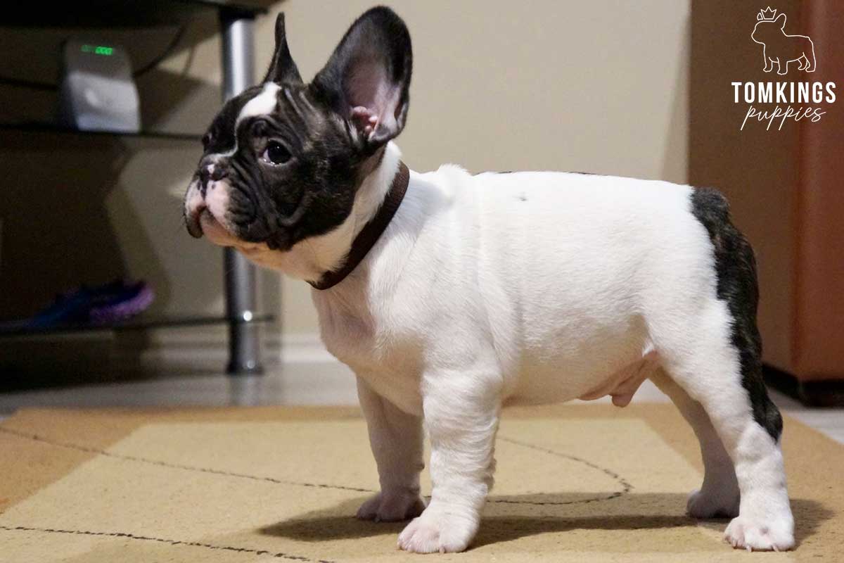 Black and White (Black Pied) French Bulldog at TomKings Puppies