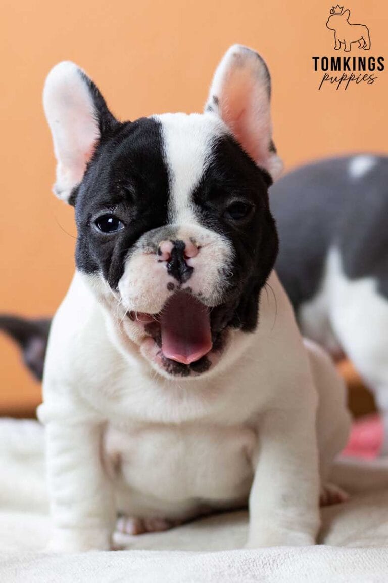 Black and White (Black Pied) French Bulldog at TomKings Puppies