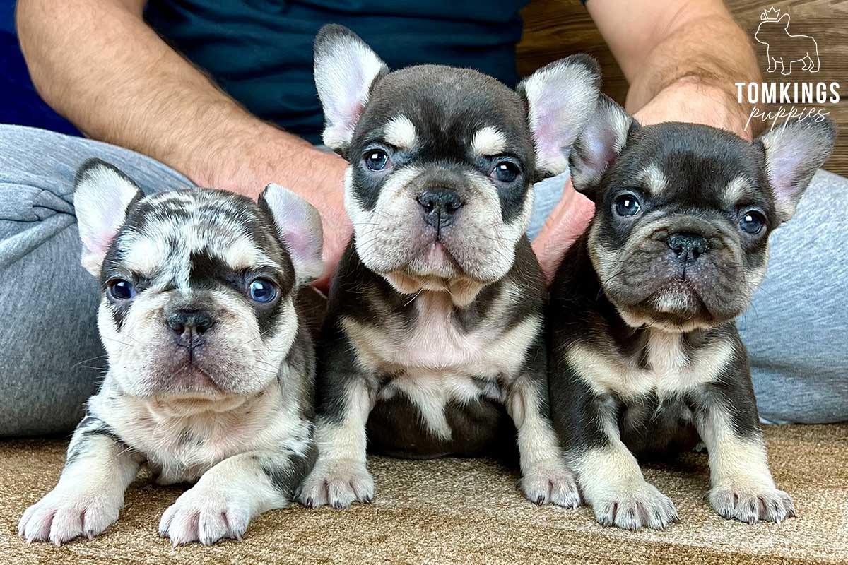Cordelia, available French Bulldog puppy at TomKings Puppies