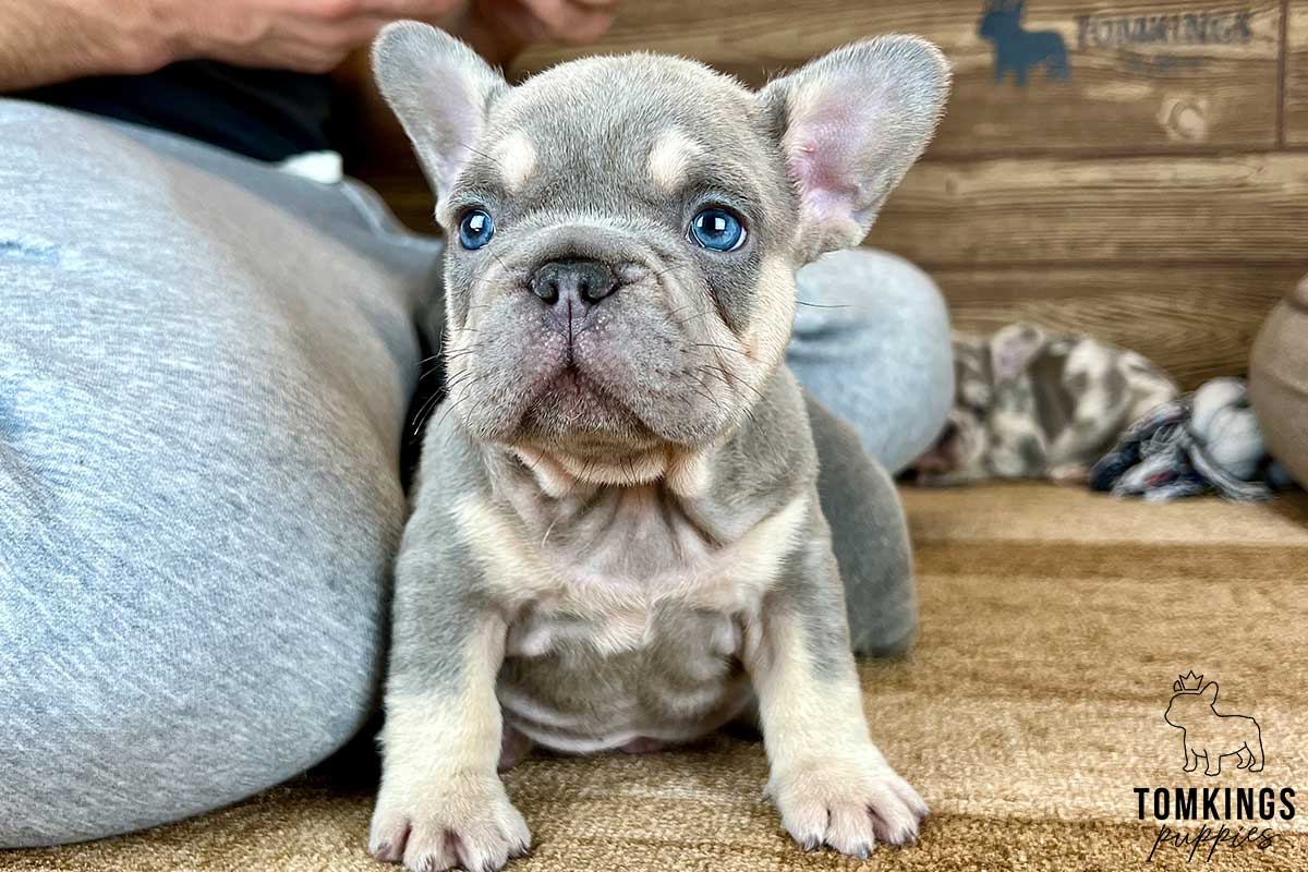 Crosby, available French Bulldog puppy at TomKings Puppies