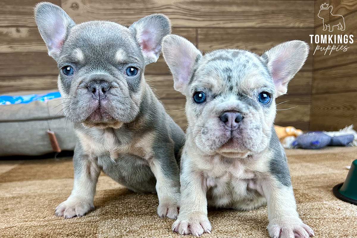 Gwen, available French Bulldog puppy at TomKings Puppies