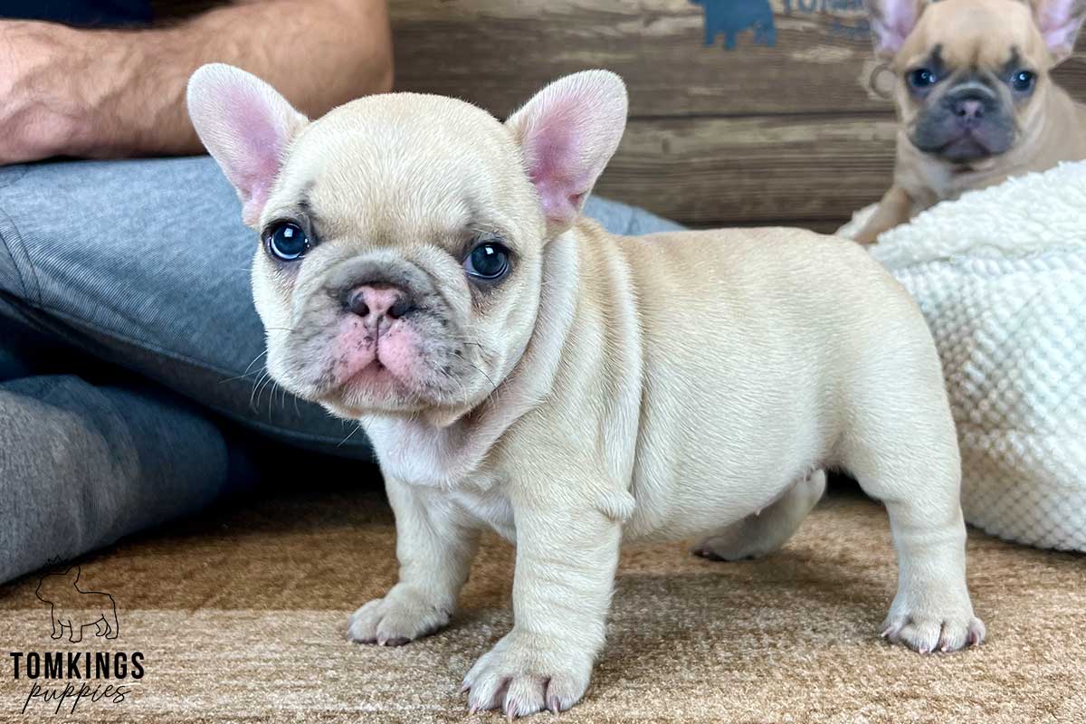 Laura, available French Bulldog puppy at TomKings Puppies
