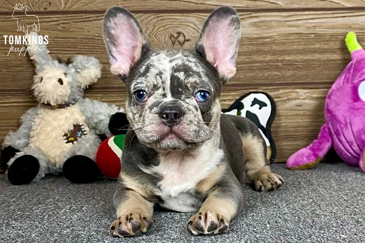Aaron, available French Bulldog puppy at TomKings Puppies