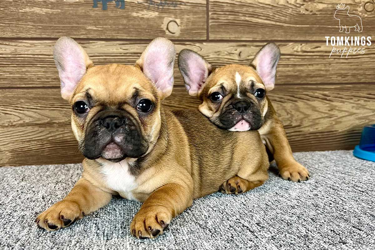Alessa, available French Bulldog puppy at TomKings Puppies