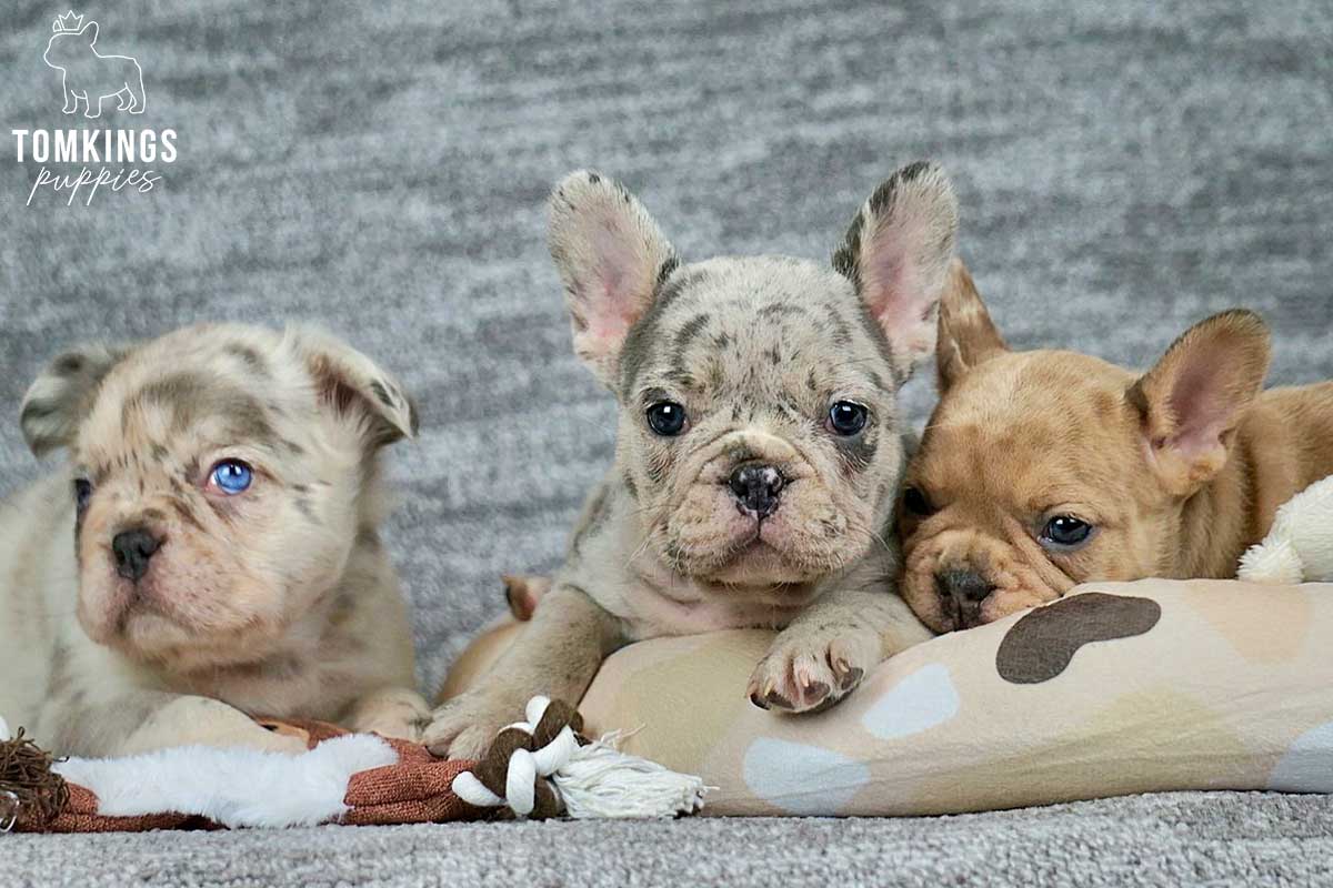 Calvin, available French Bulldog puppy at TomKings Puppies