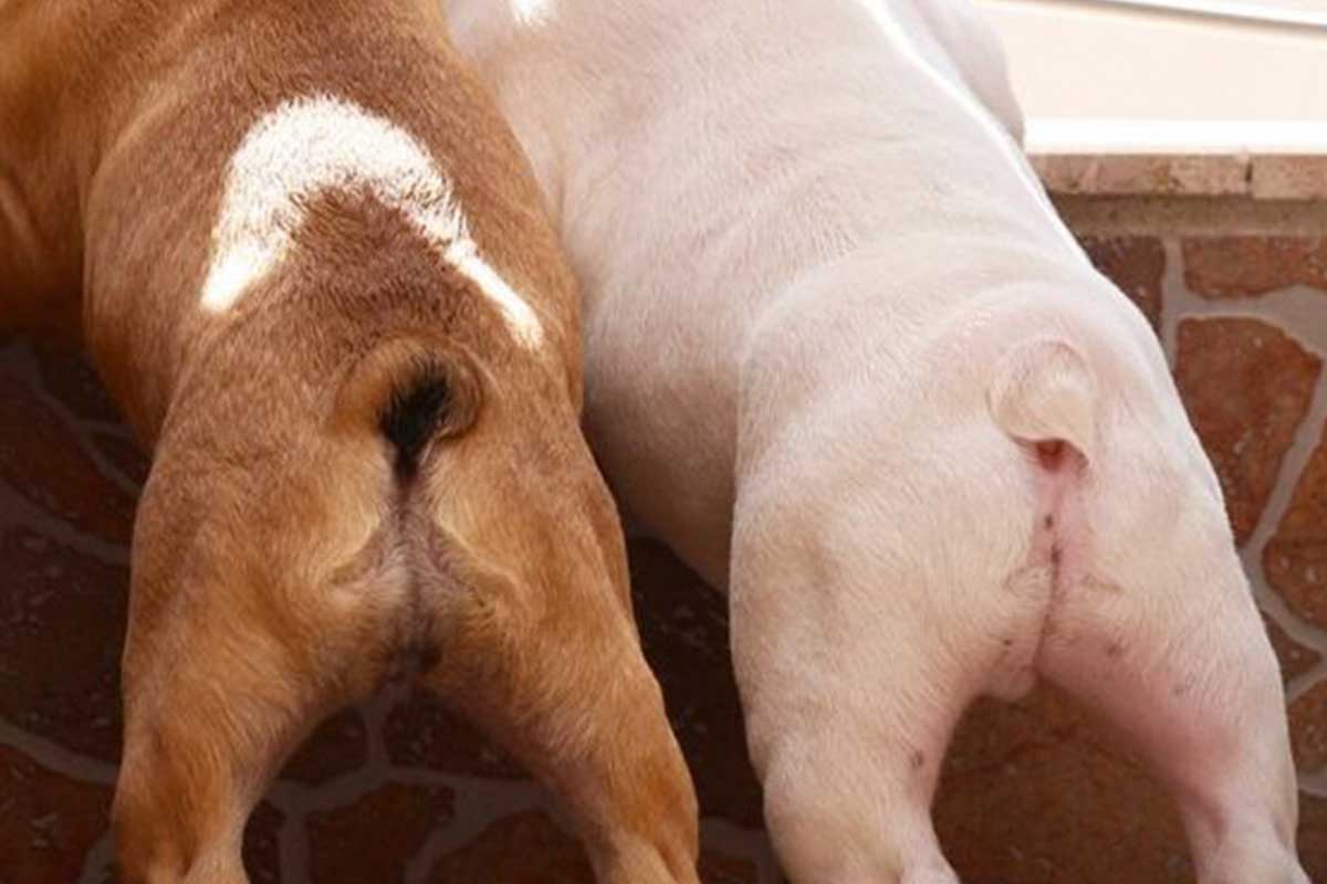 French Bulldog Tail: History, Types and Health Concerns - TomKings Blog