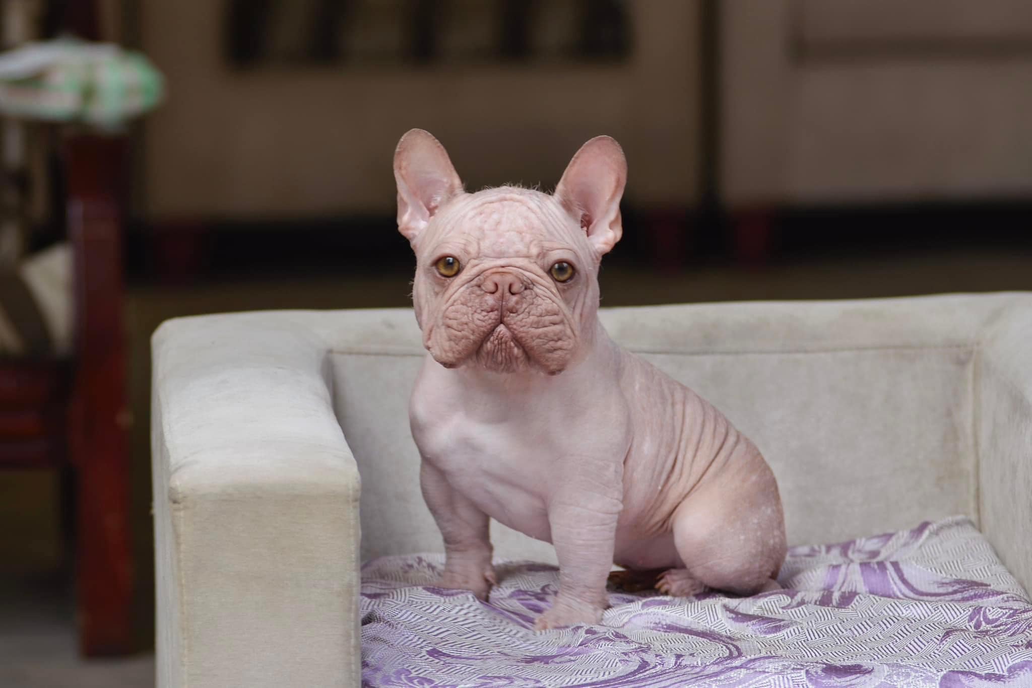 What Are Hairless French Bulldogs? - TomKings Blog
