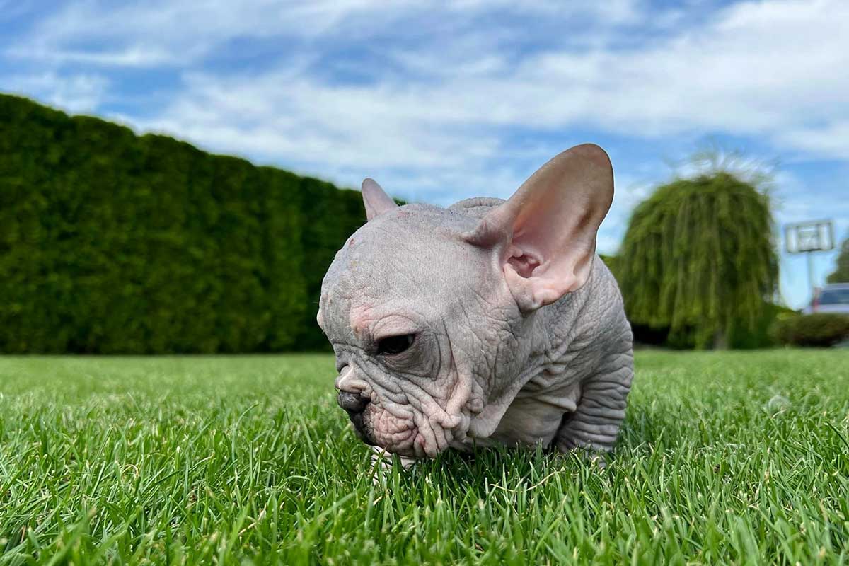 What Are Hairless French Bulldogs? - TomKings Blog