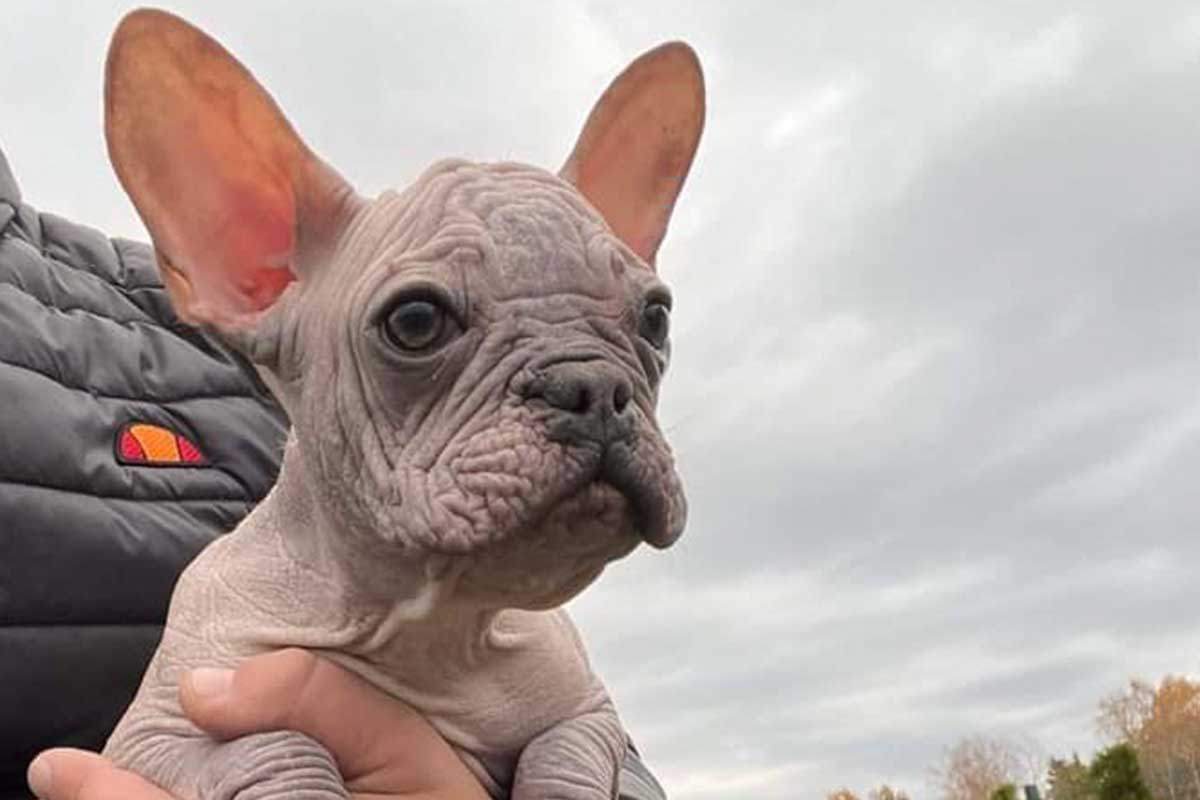 What Are Hairless French Bulldogs? - TomKings Blog