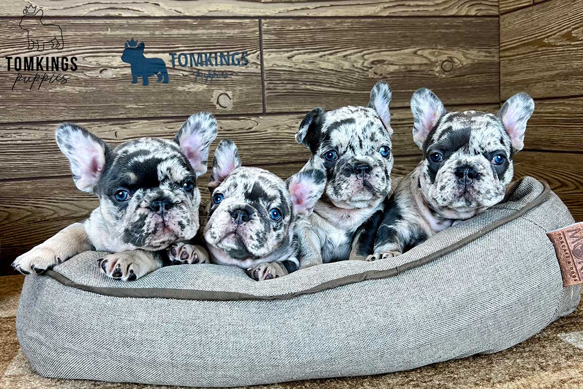 Pierce, available French Bulldog puppy at TomKings Puppies