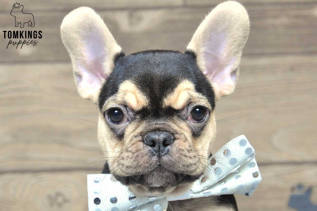 Russ, available French Bulldog puppy at TomKings Puppies