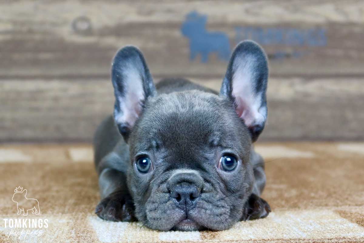 Virginia, available French Bulldog puppy at TomKings Puppies