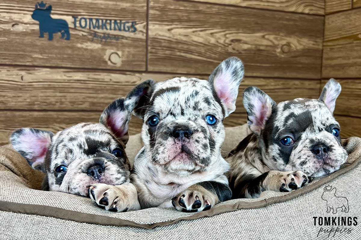 Zoelle, available French Bulldog puppy at TomKings Puppies