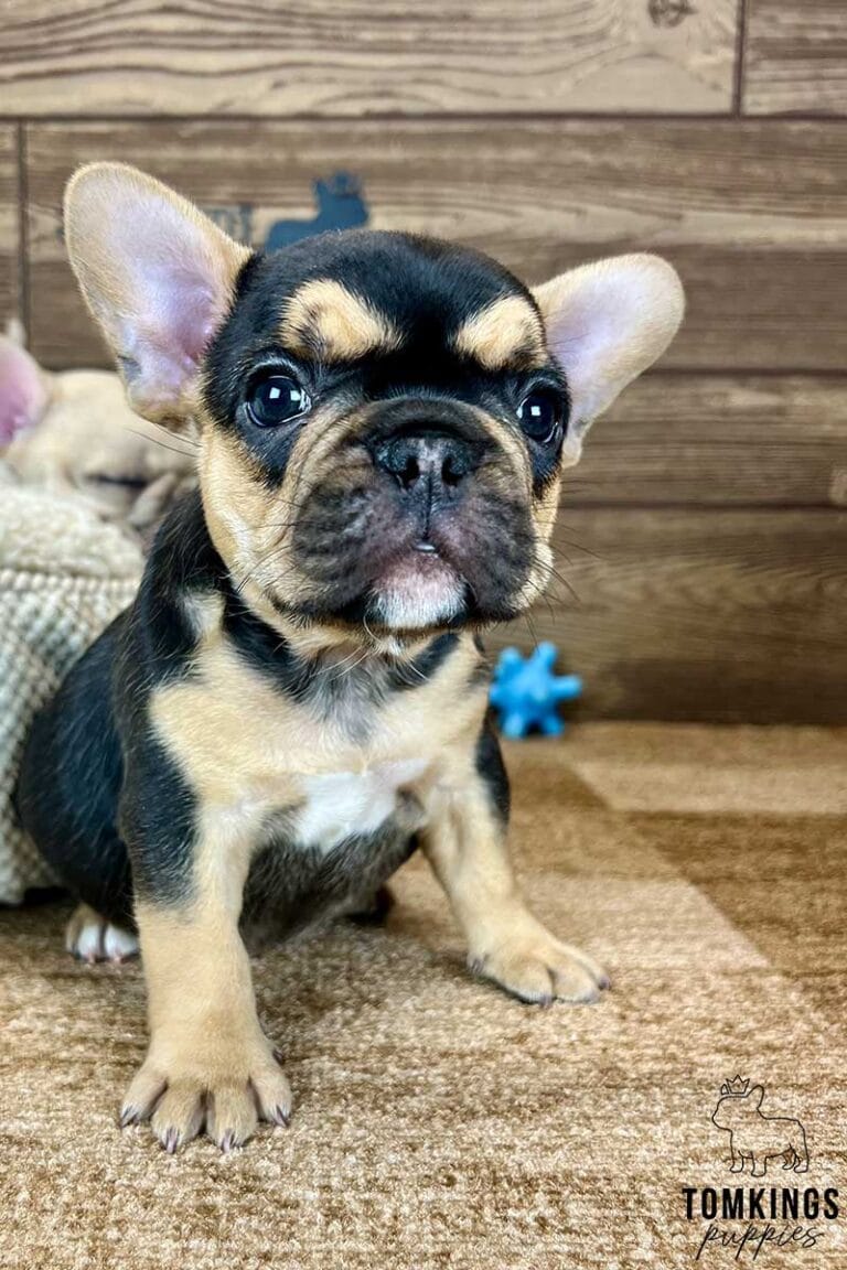 Black and tan French bulldog - TomKings Puppies