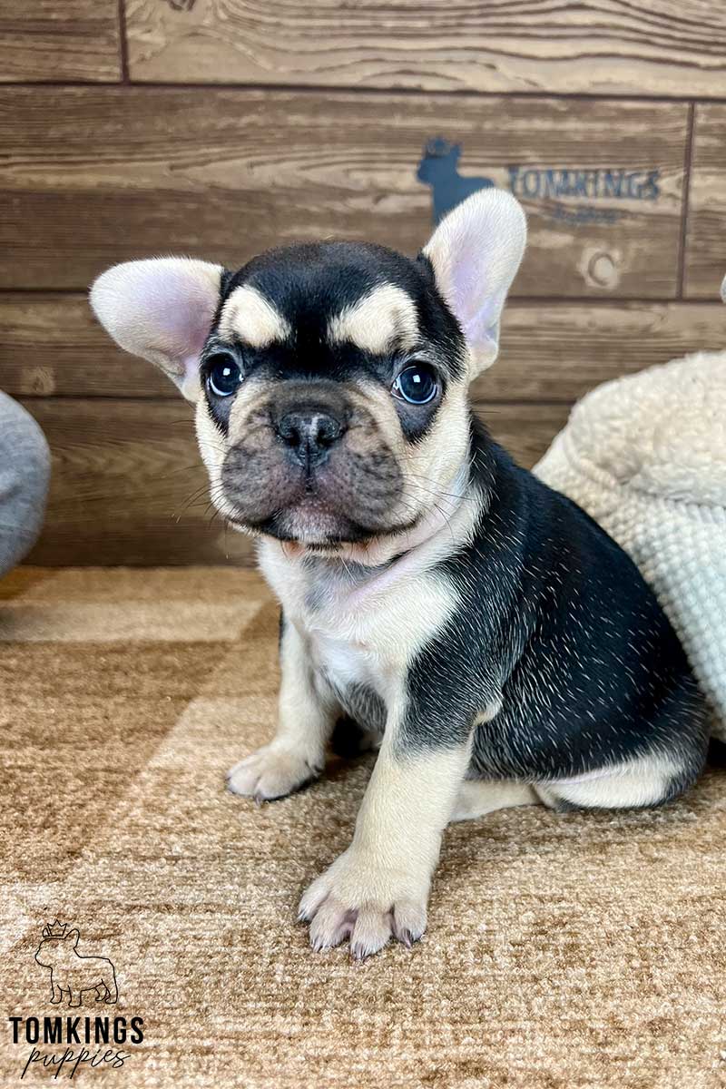 Black and tan French bulldog - TomKings Puppies