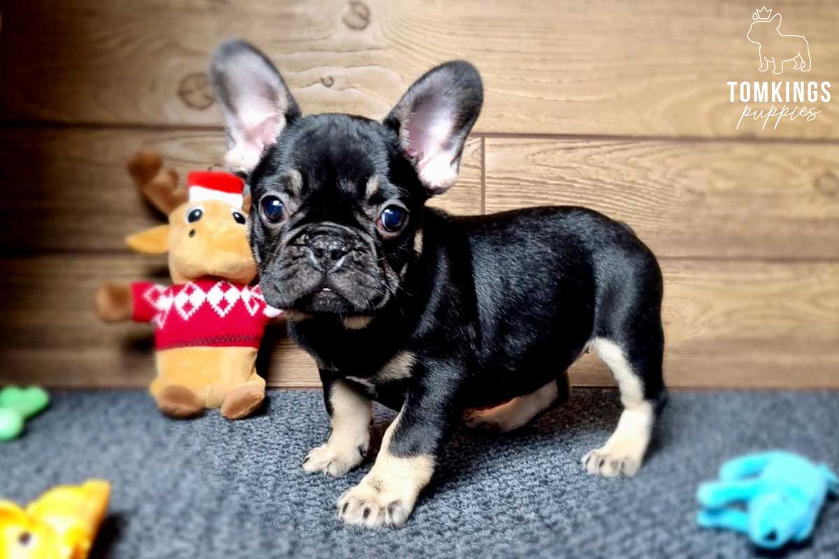 Black and tan French bulldog - TomKings Puppies
