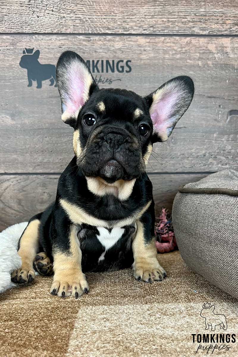 Black and tan French bulldog - TomKings Puppies