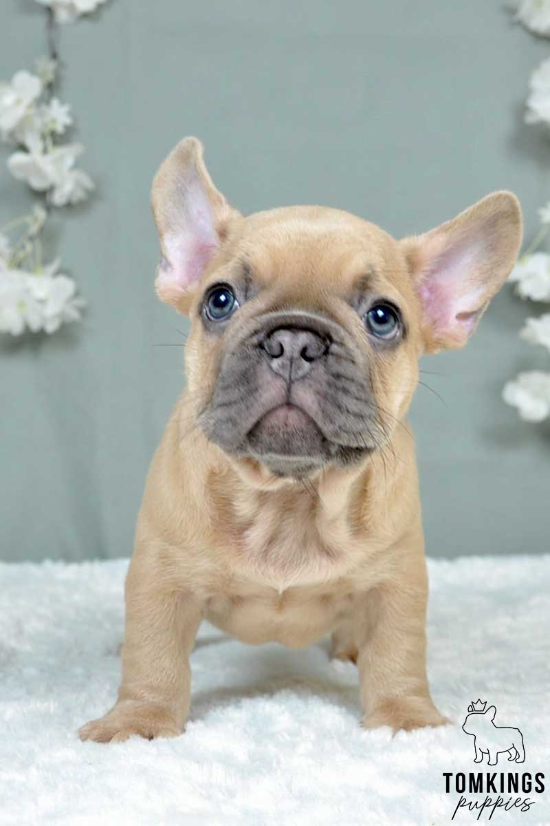 Blue fawn French bulldog - TomKings Puppies