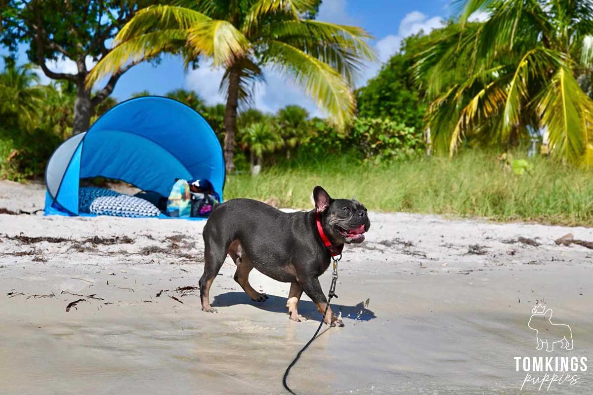 French Bulldog for sale in Florida at TomKings Puppies