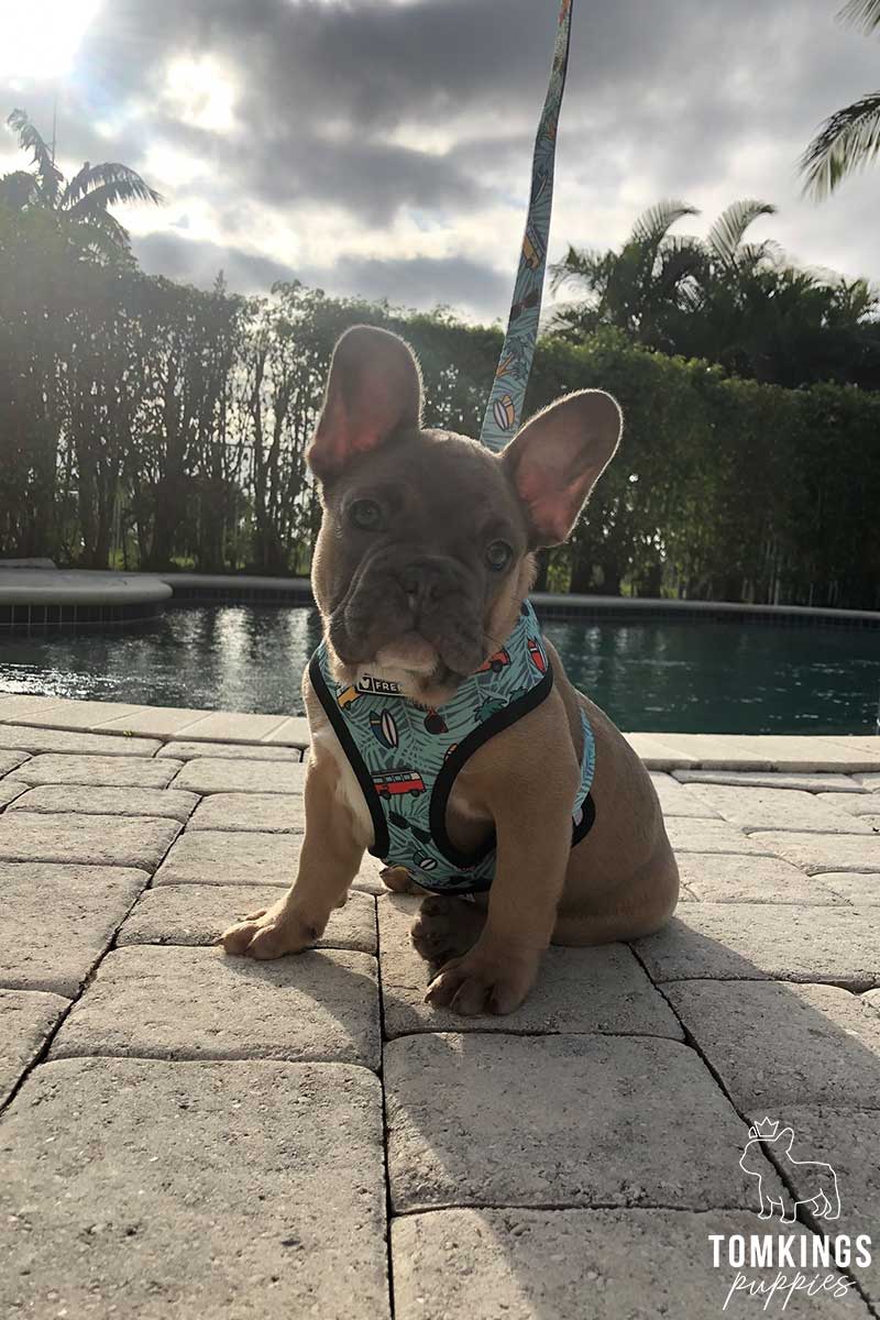 French Bulldog for sale in Florida at TomKings Puppies