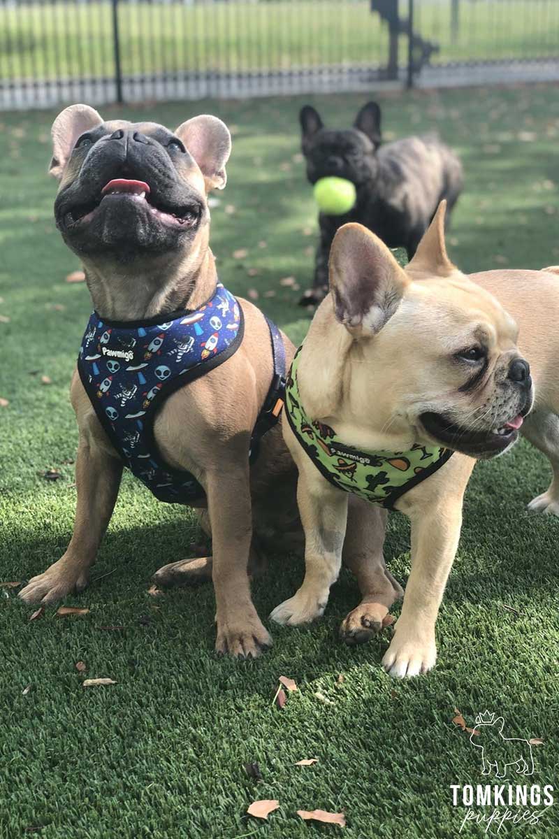 French Bulldog for sale in Florida at TomKings Puppies