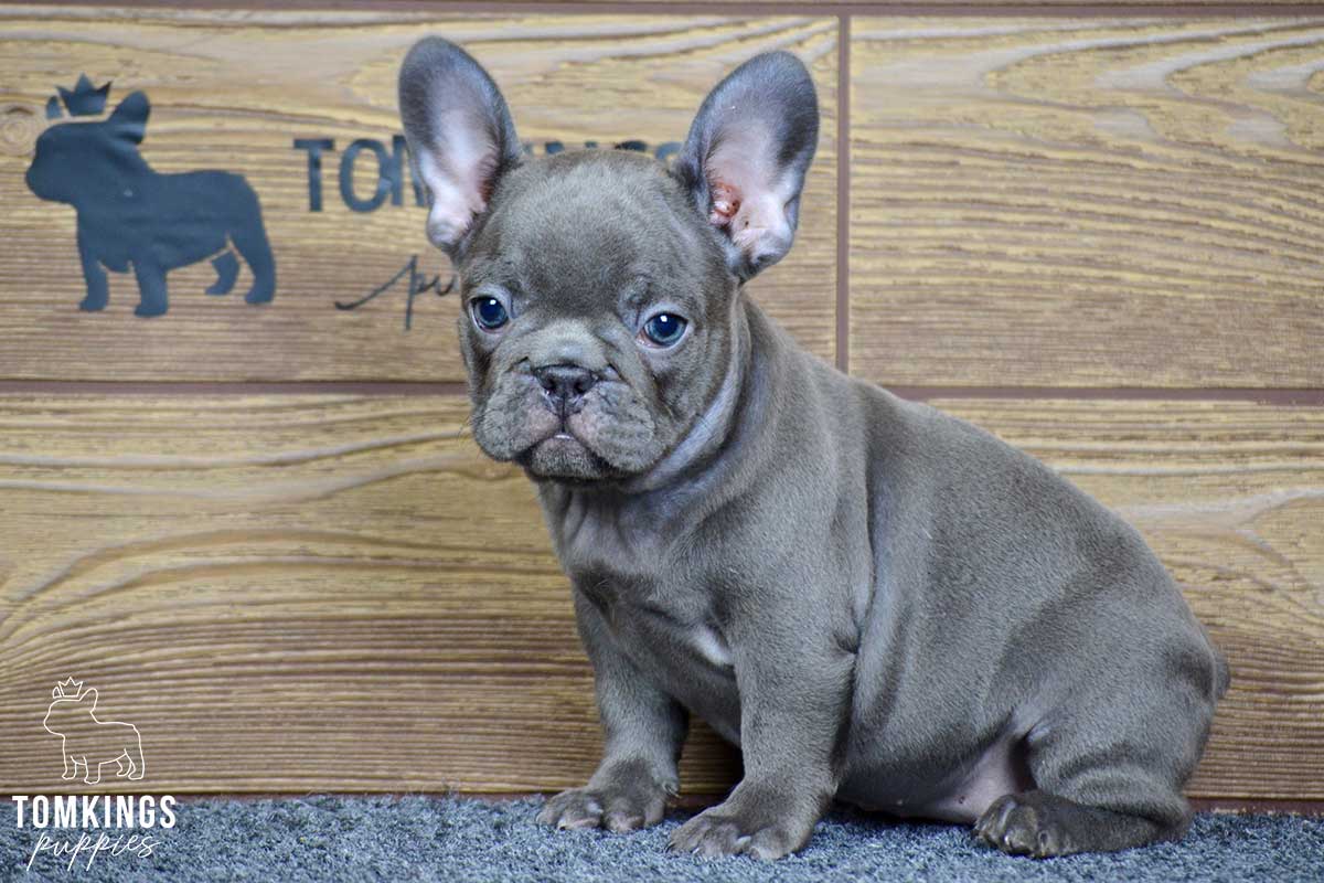 Kurt, available French Bulldog puppy at TomKings Puppies