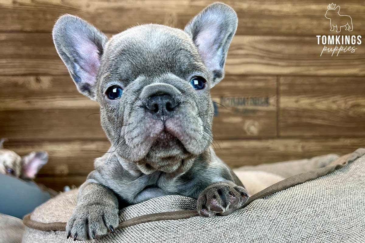 Laney, available French Bulldog puppy at TomKings Puppies