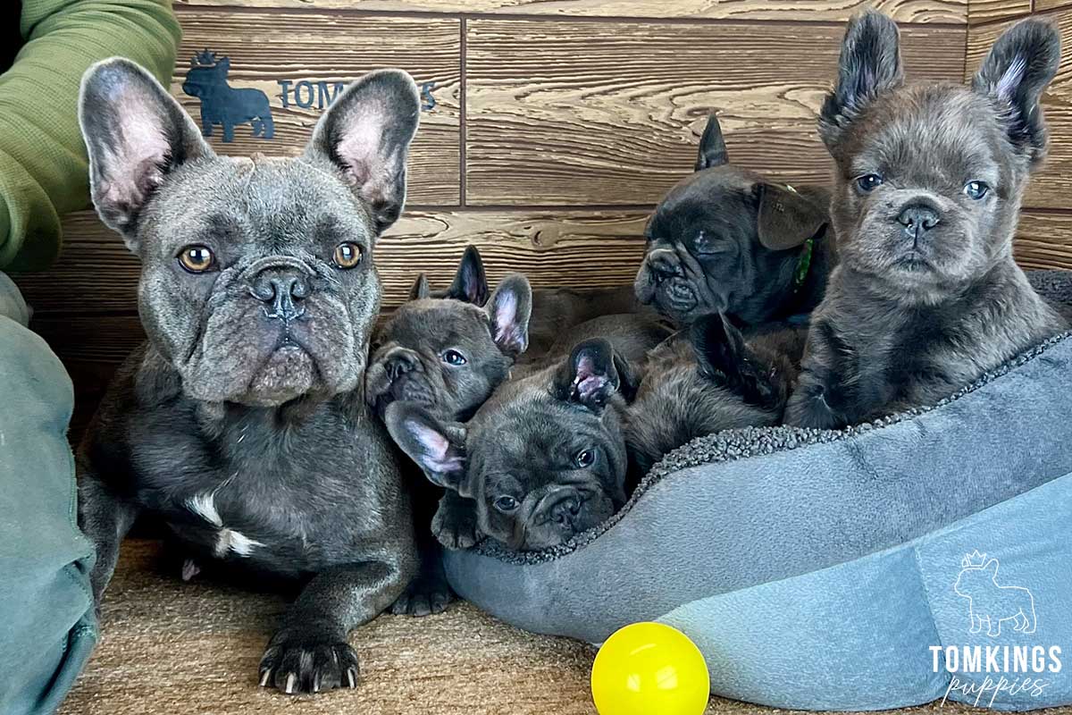 French Bulldog - TomKings Puppies