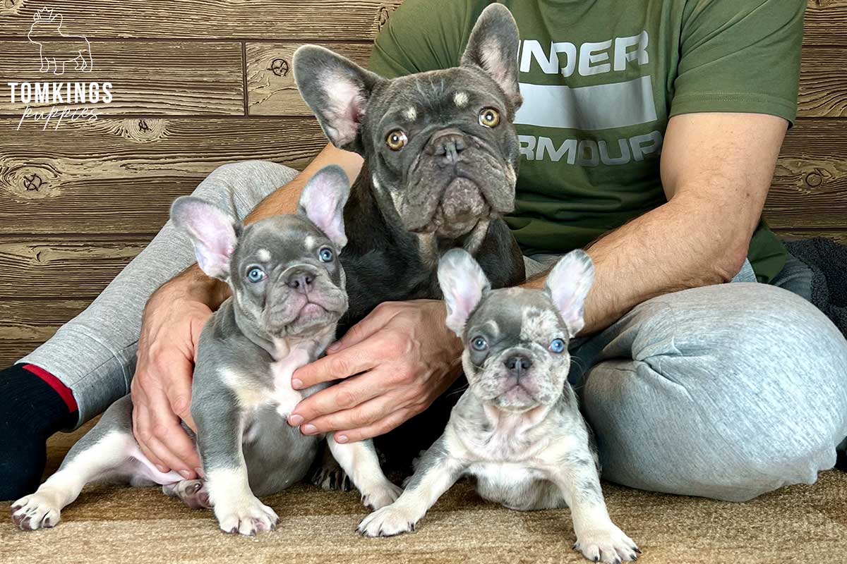 French Bulldog - TomKings Puppies