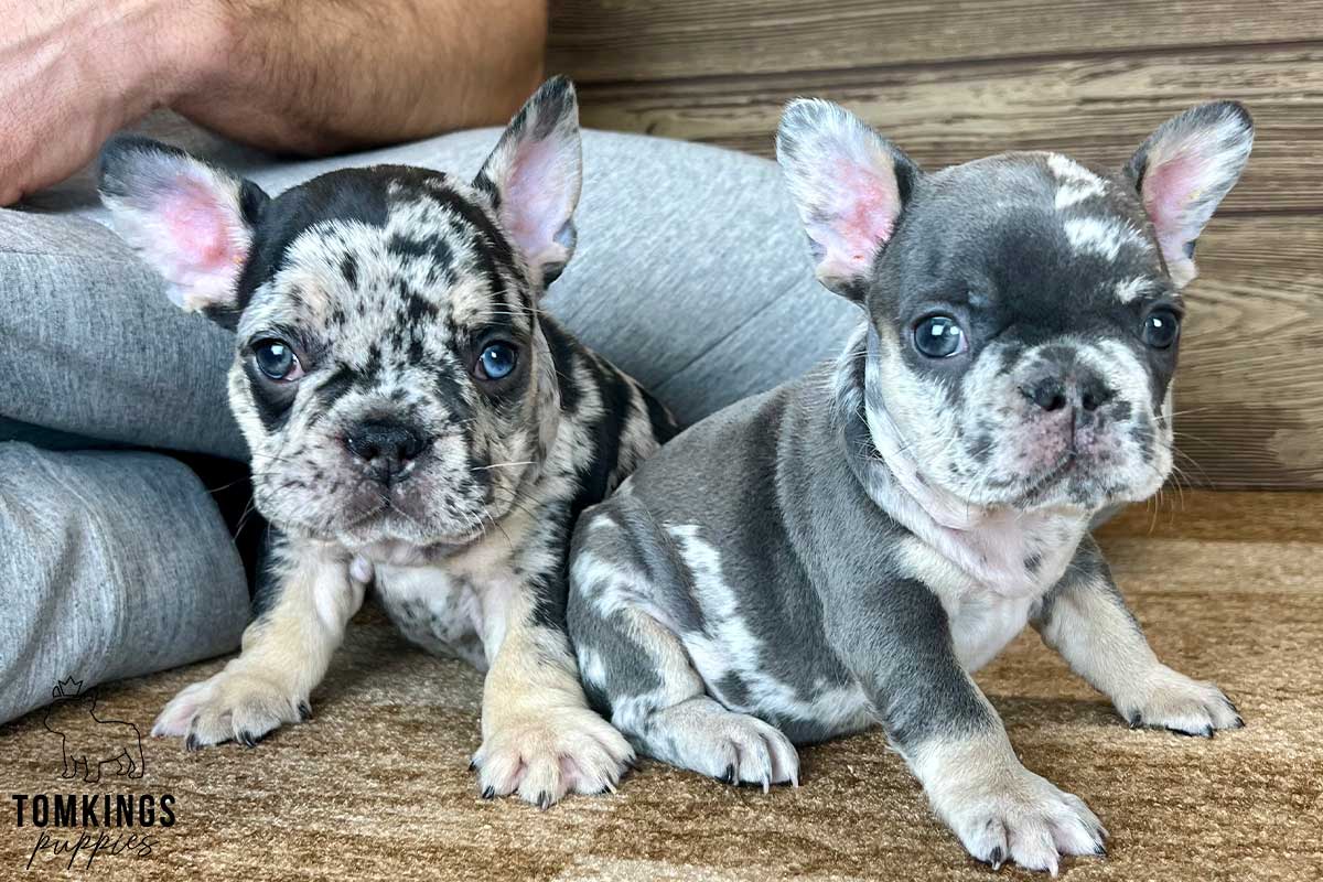 Paddy, available French Bulldog puppy at TomKings Puppies