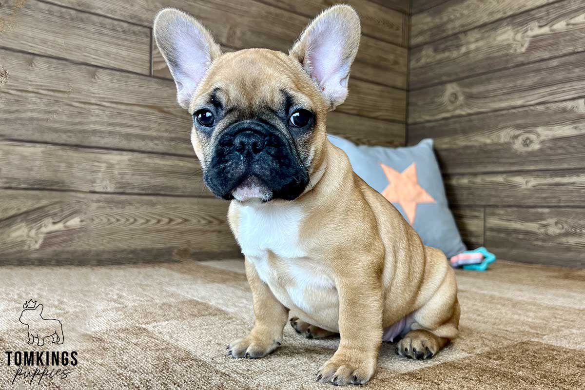 Phyllis, available French Bulldog puppy at TomKings Puppies