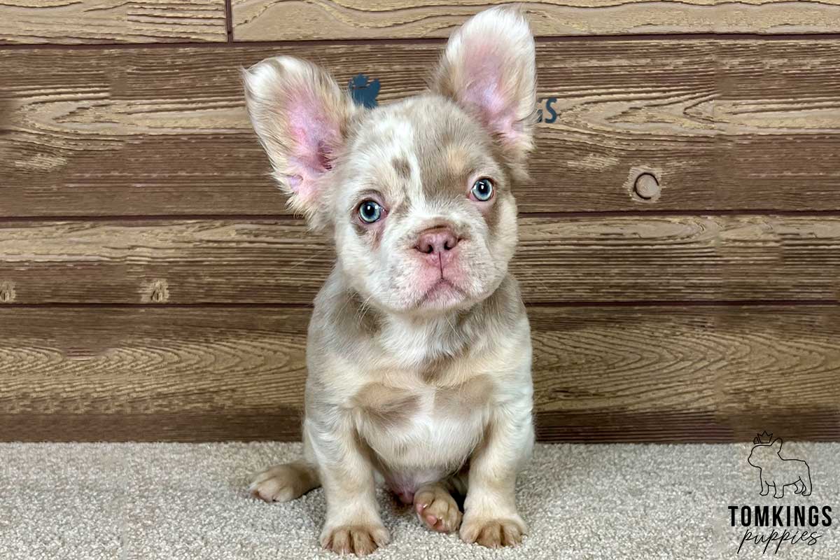 Rori, available Fluffy French Bulldog puppy at TomKings Puppies