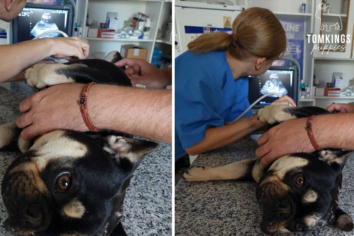 7 Tips to Find the Best Vet for Your Frenchie - TomKings Puppies Blog