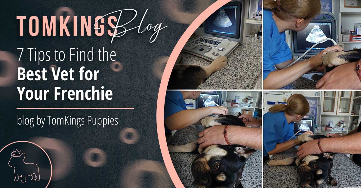 7 Tips to Find the Best Vet for Your Frenchie - TomKings Puppies Blog