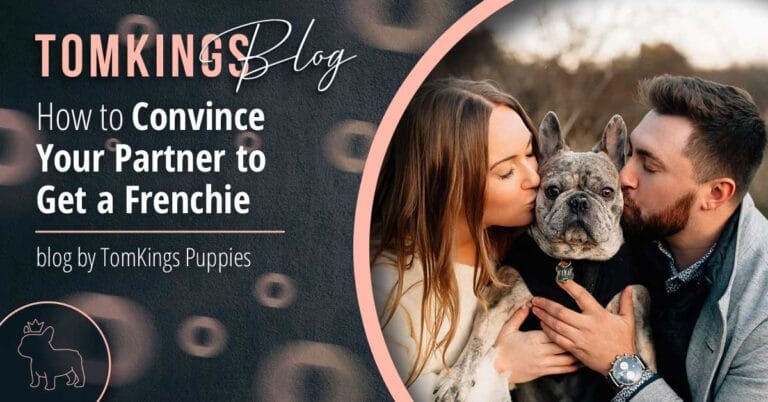 How to Convince Your Partner to Get a Frenchie - TomKings Puppies Blog