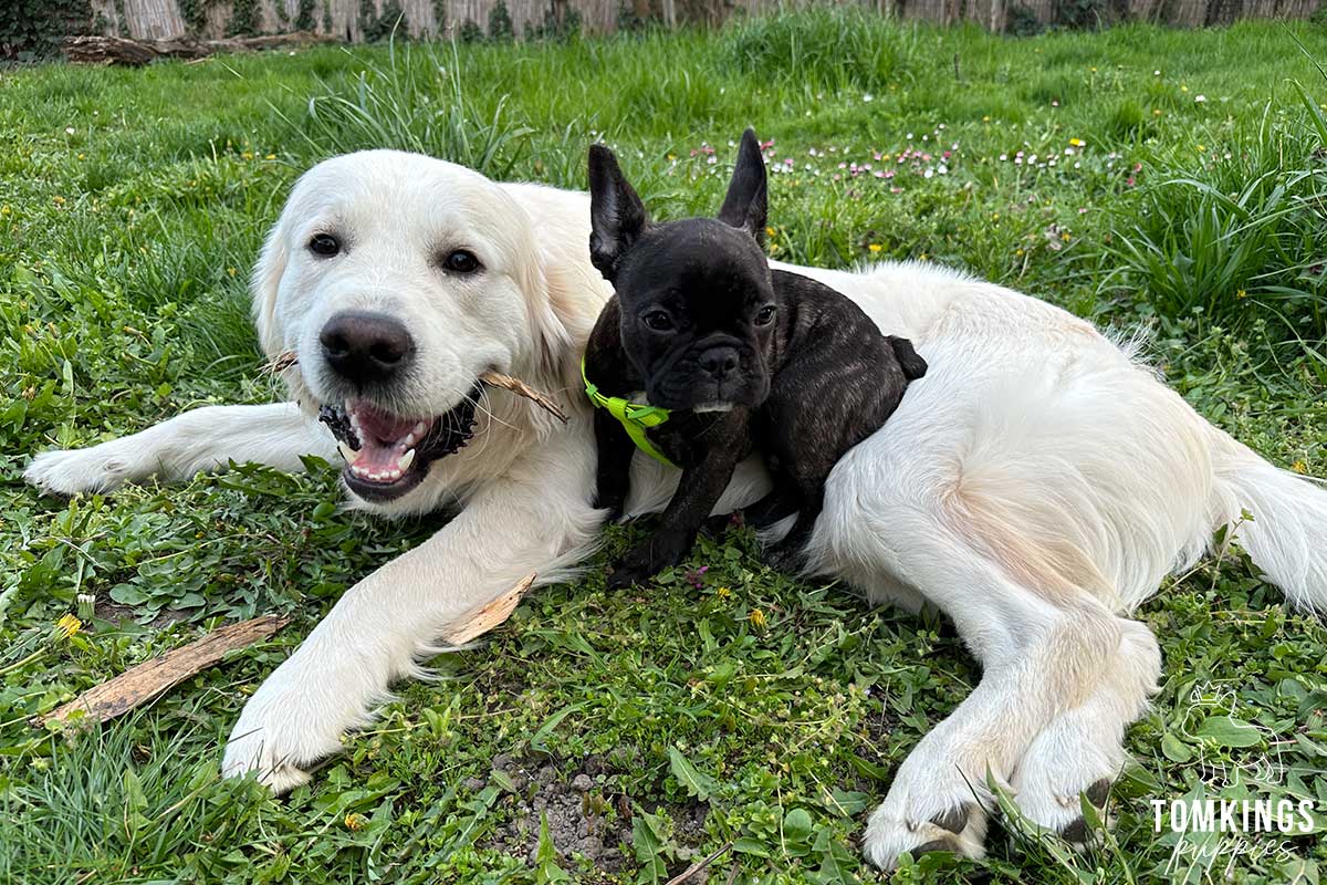 Do French Bulldogs Get Along With Other Dogs? - TomKings Blog