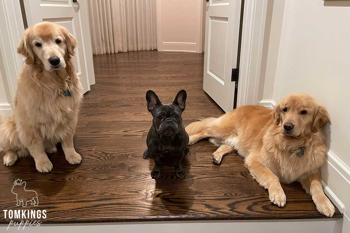 Do French Bulldogs Get Along With Other Dogs? - TomKings Blog