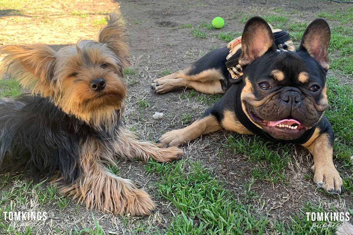 Do French Bulldogs Get Along With Other Dogs? - TomKings Blog