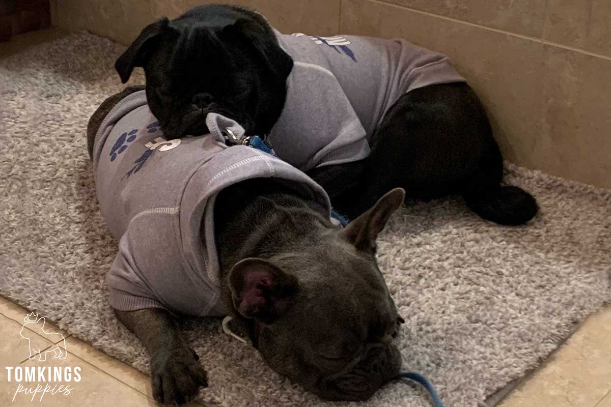 Do French Bulldogs Get Along With Other Dogs? - TomKings Blog