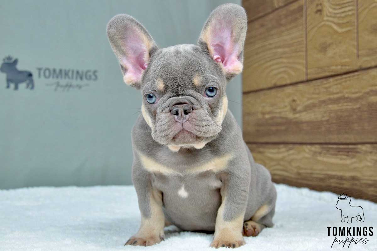 Hero, available French Bulldog puppy at TomKings Puppies