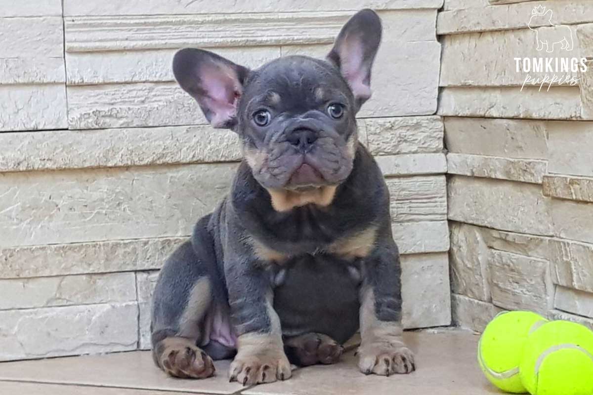 Lilac and Tan French Bulldog - TomKings Puppies