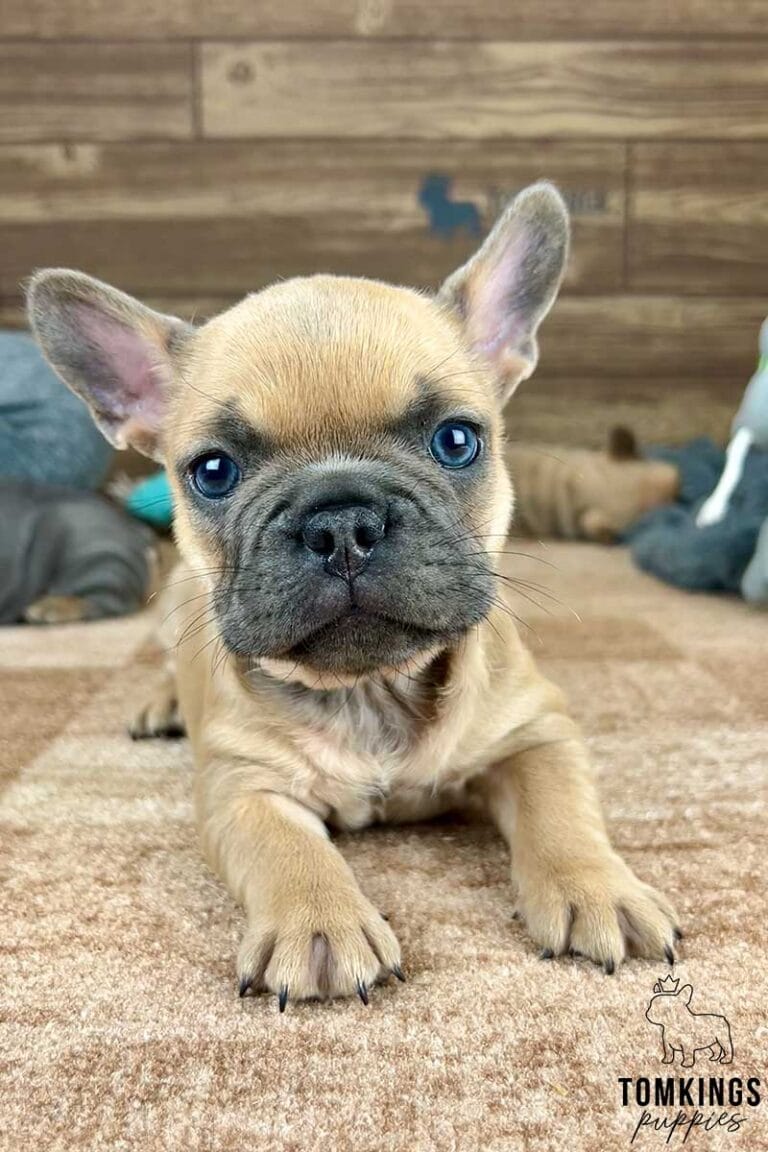 Lilac Fawn French Bulldog - TomKings Puppies