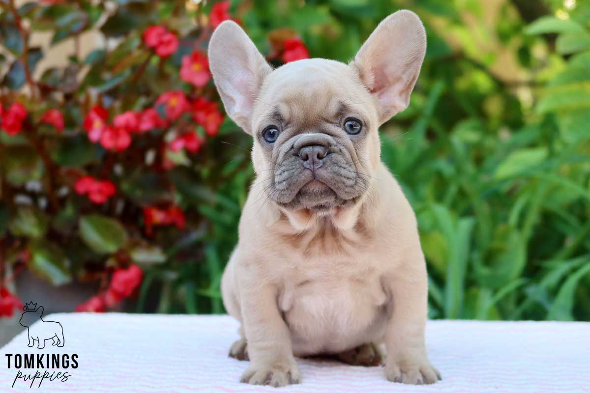Lilac Fawn French Bulldog - TomKings Puppies