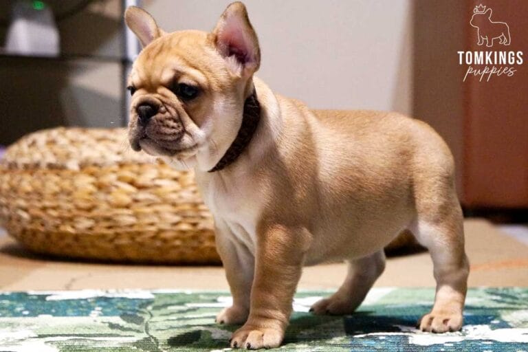 Urajiro French Bulldog - TomKings Puppies