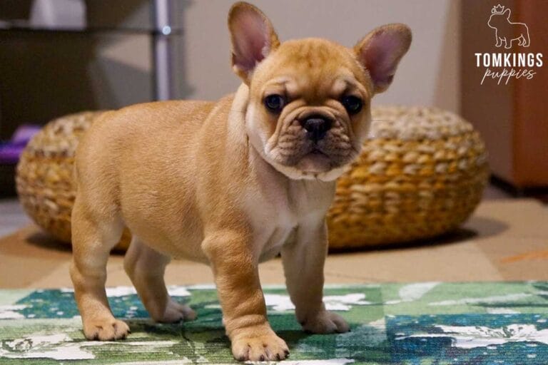 Urajiro French Bulldog - TomKings Puppies